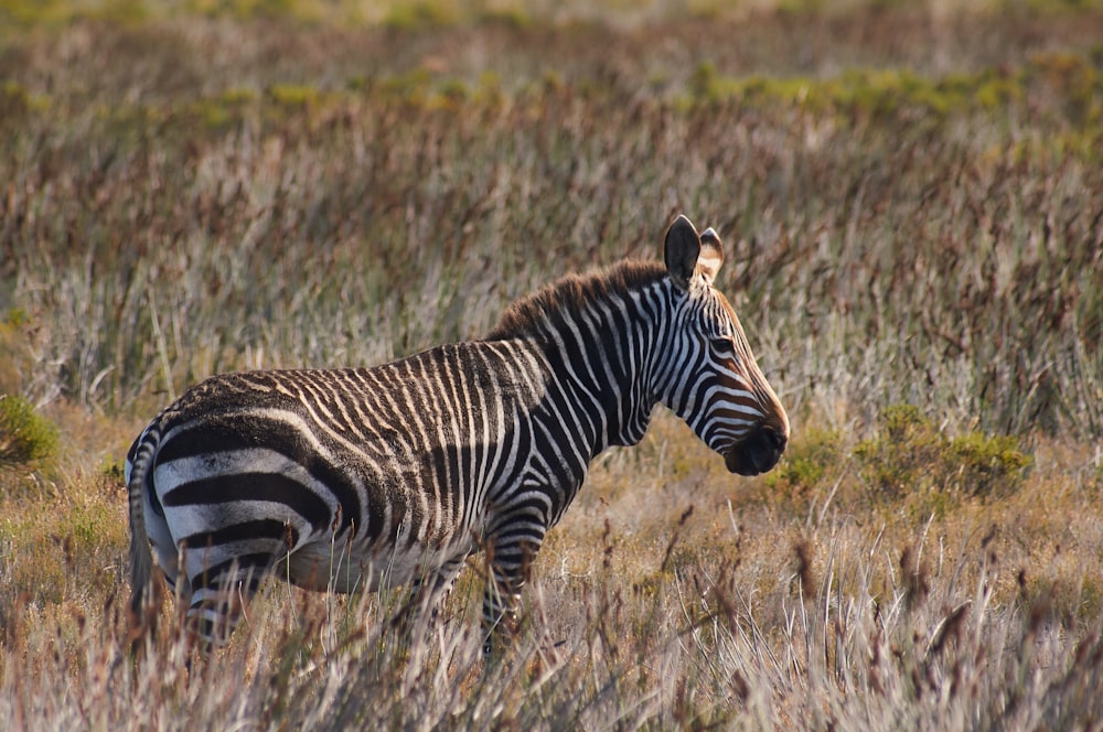 black and white zebra on grass field