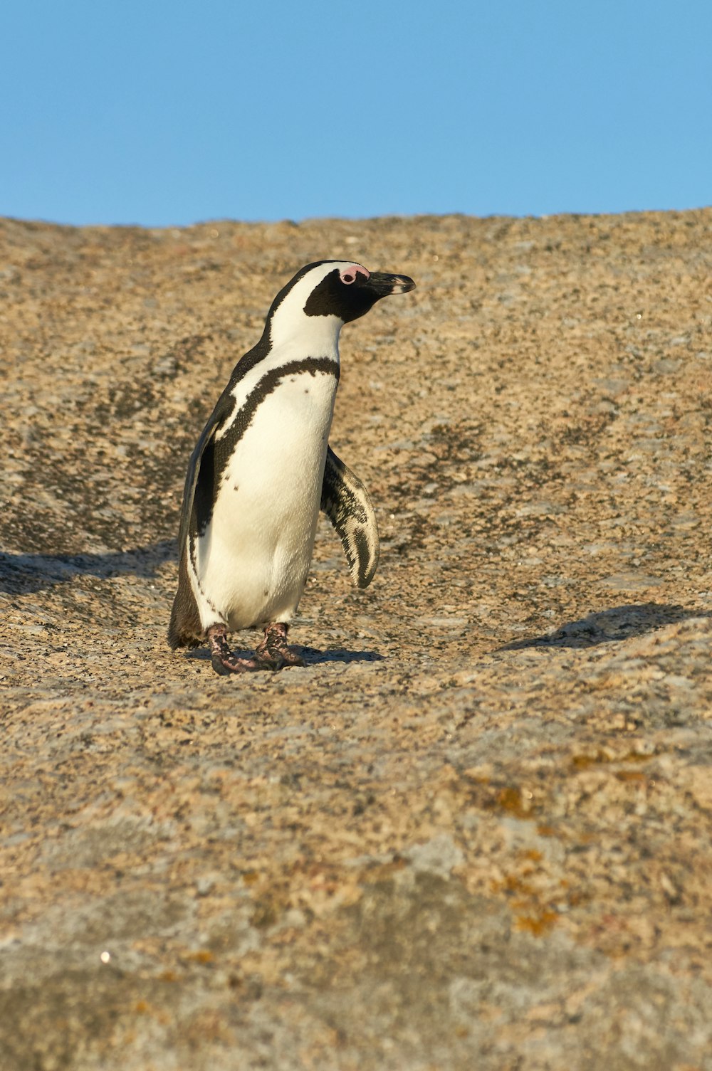 Weißer und schwarzer Pinguin auf Stein