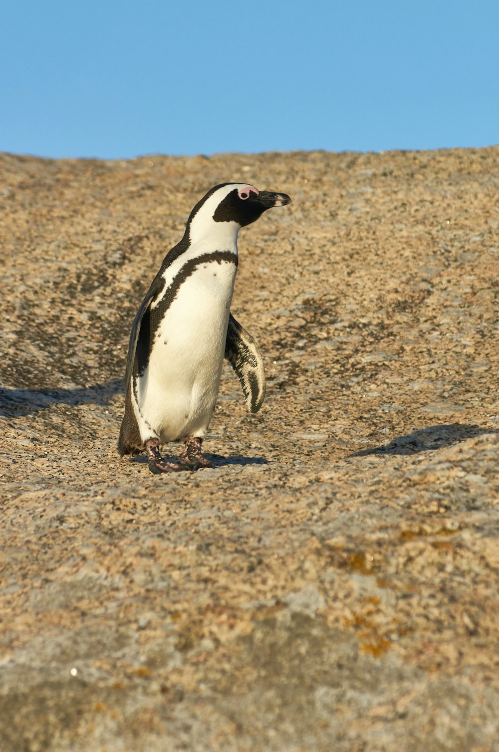 white and black penguin on stone