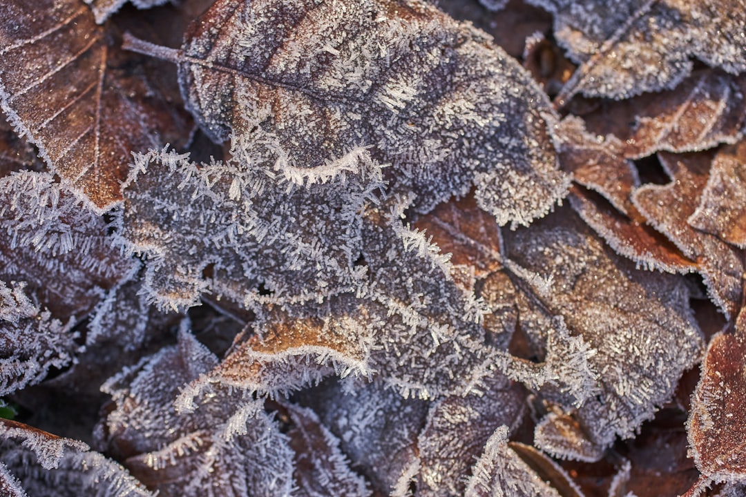brown leaves covered by snow ice