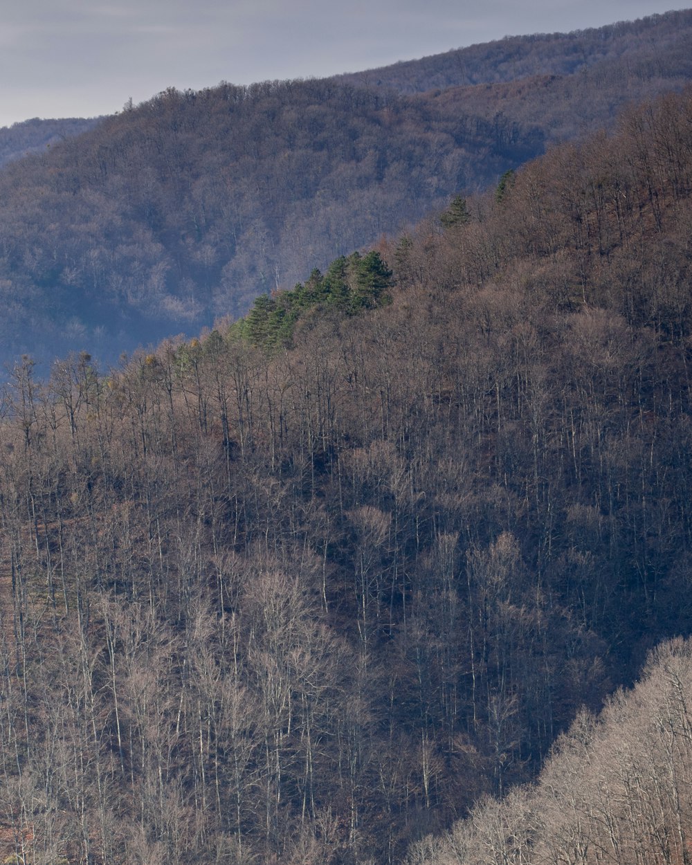 aerial photography of forest mountain