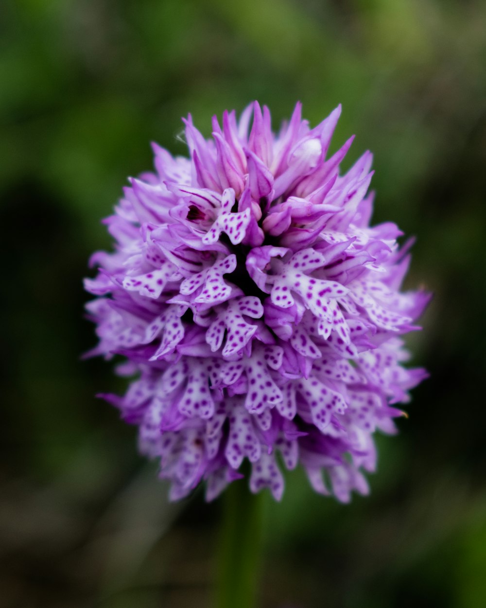 purple-petaled flower