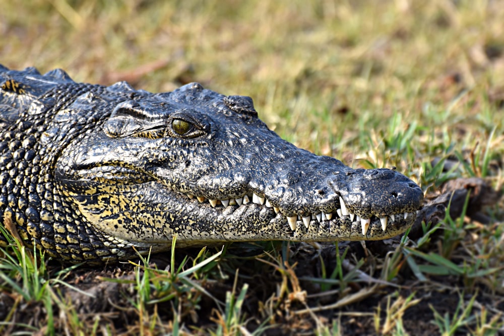 photographie de crocodile gris