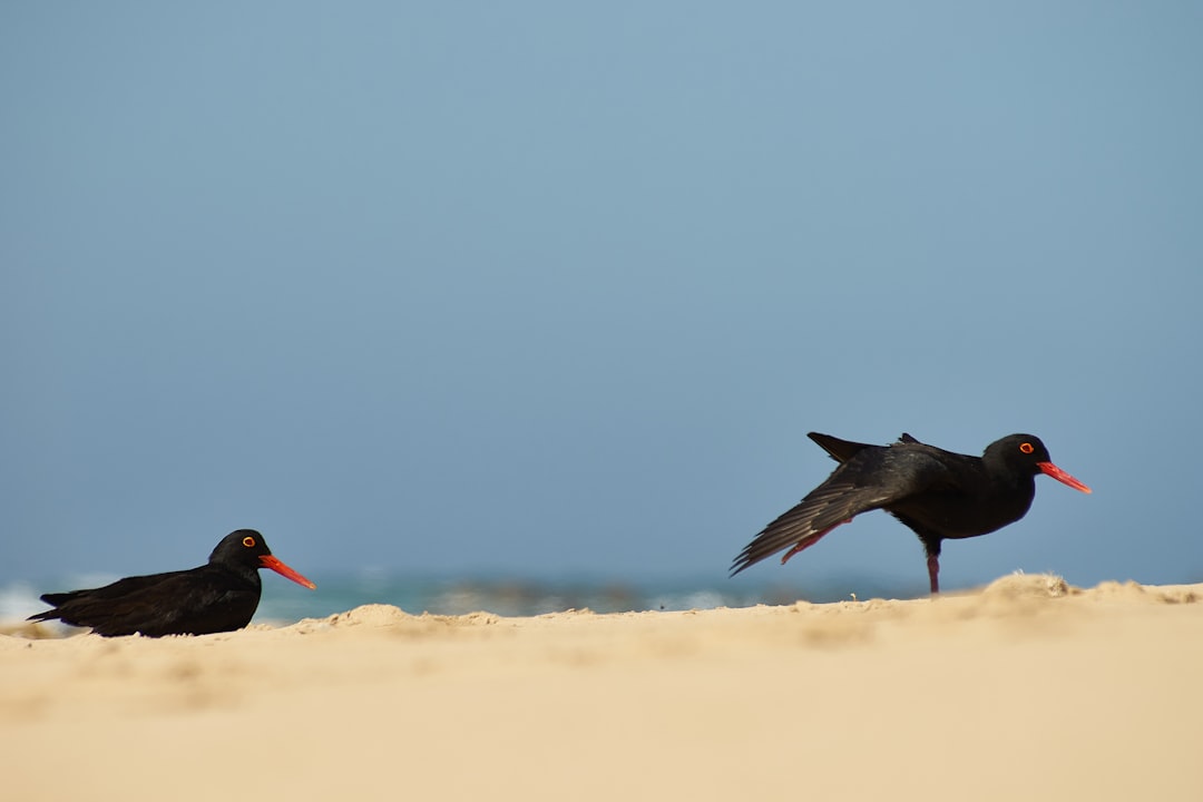 two black birds photograph