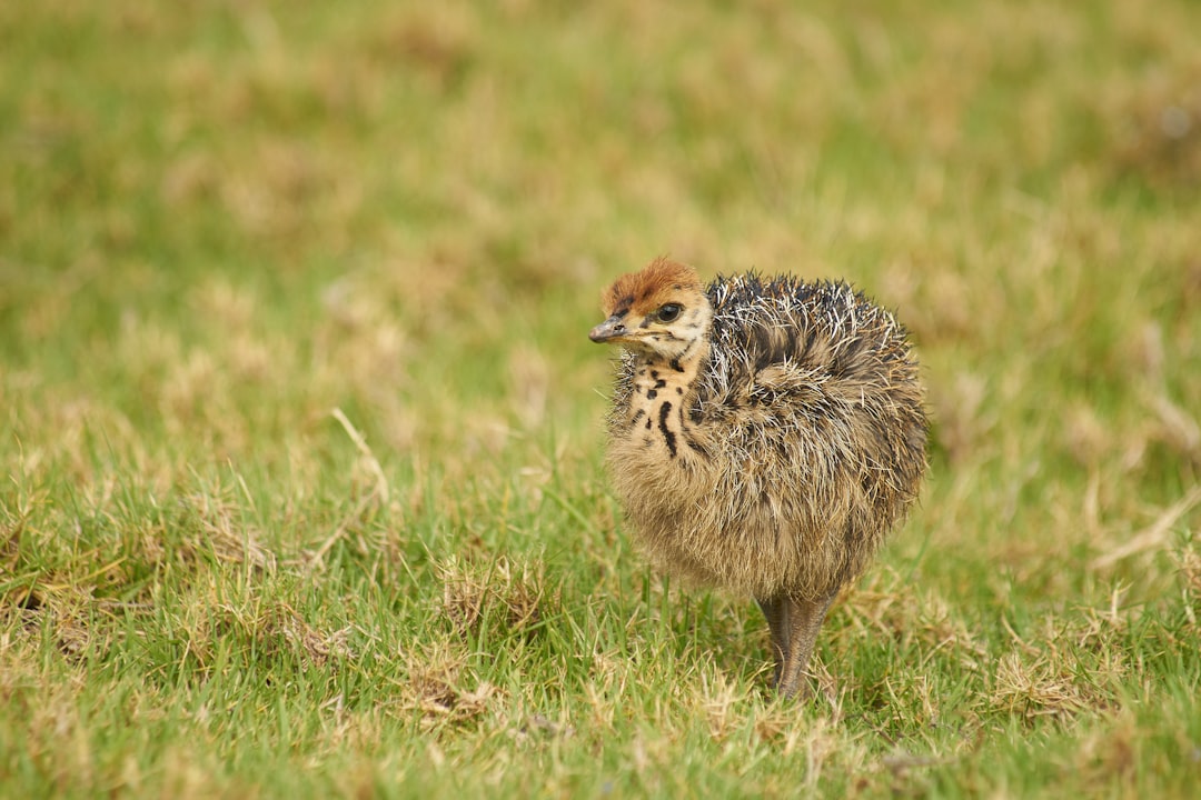 brown and yellow bird on the grass field