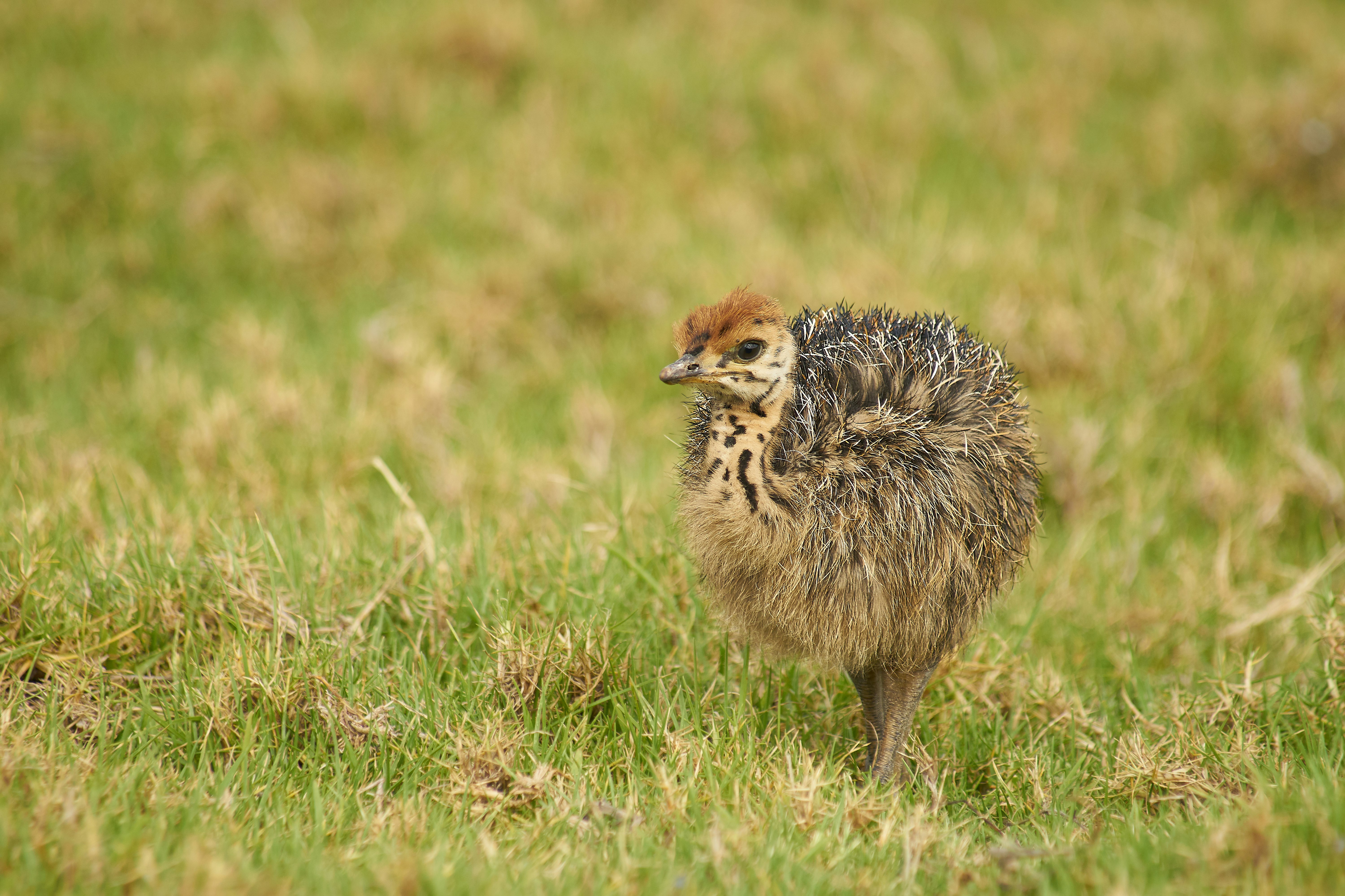 brown and yellow bird on the grass field