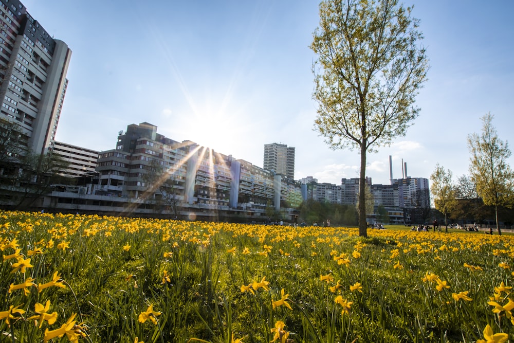 yellow flowers and trees on field near buildings during day