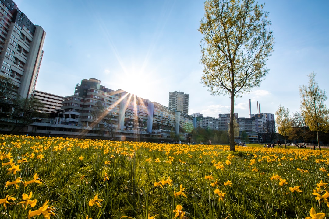 yellow flowers and trees on field near buildings during day