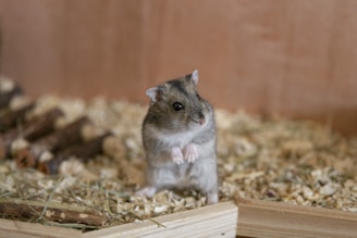 selective focus photography of gray rodent inside cage