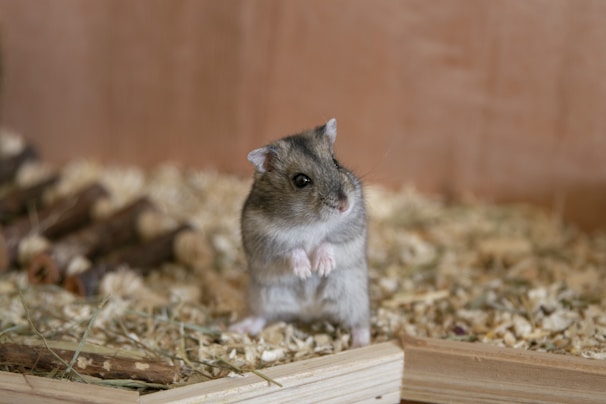 selective focus photography of gray rodent inside cage