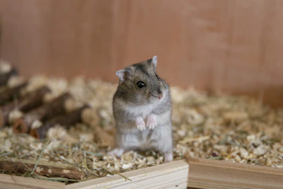 Small Animal Cage with Accessories