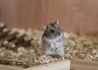 selective focus photography of gray rodent inside cage