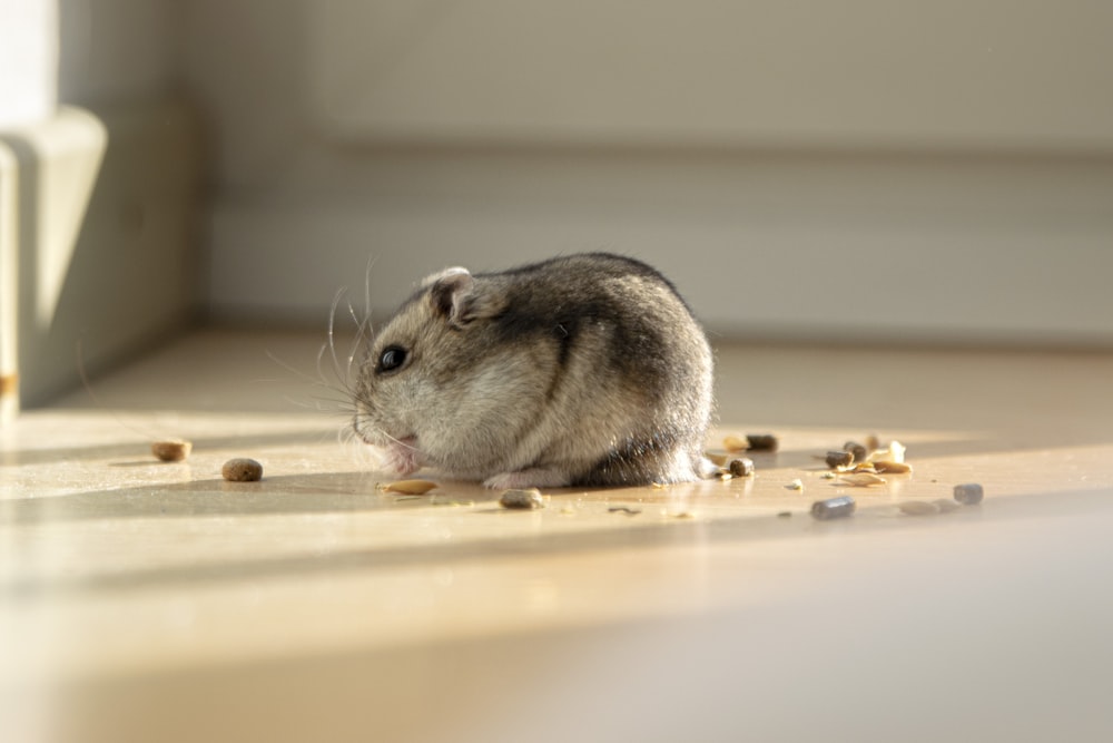 selective focus photography of rodent on white floor