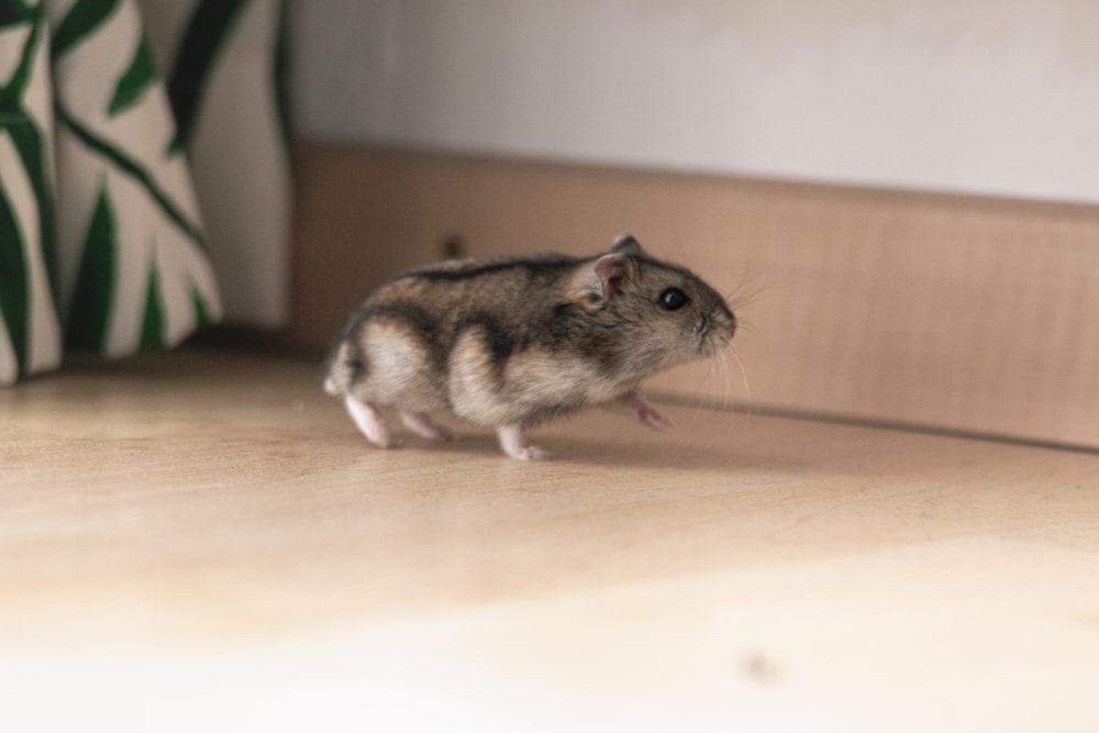 hamster on wooden surface