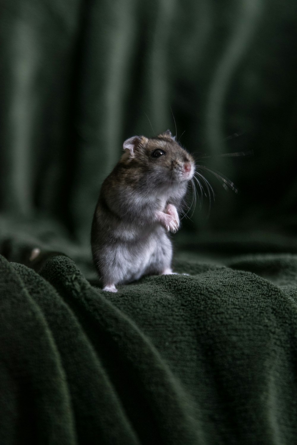 brown rat on green textile