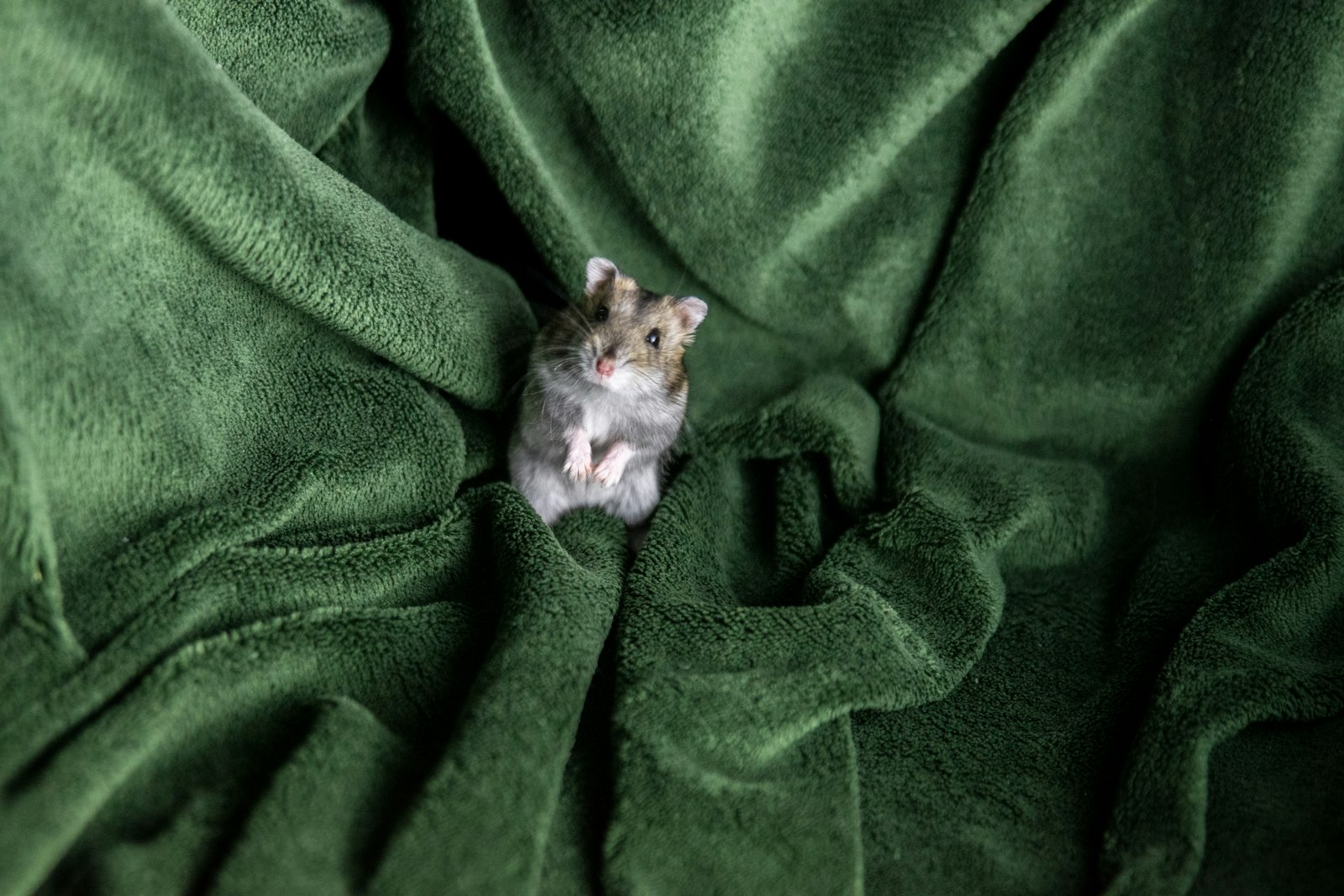 Nikon D3300 + Tamron SP 24-70mm F2.8 Di VC USD sample photo. Hamster on green textile photography