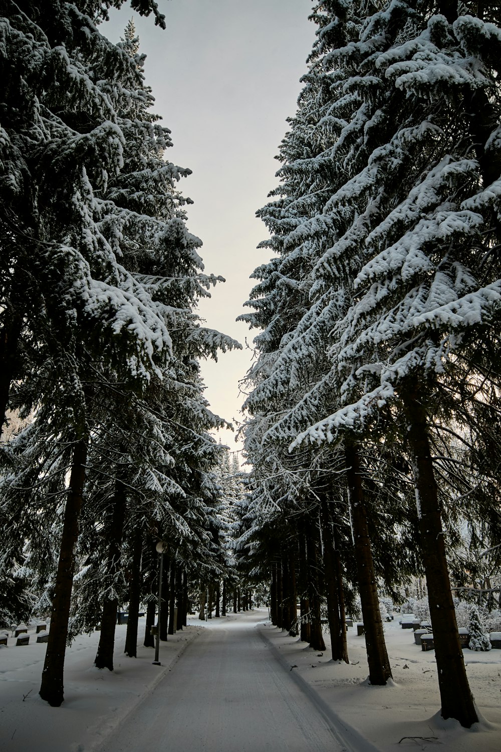 strada tra gli alberi innevati