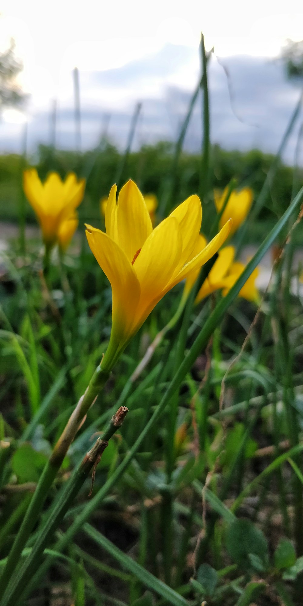 yellow flowers with green leaves