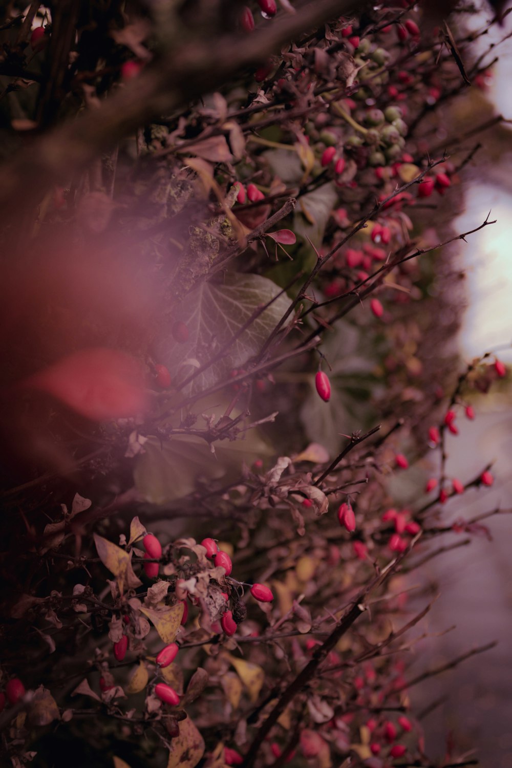 pink-petaled flowers