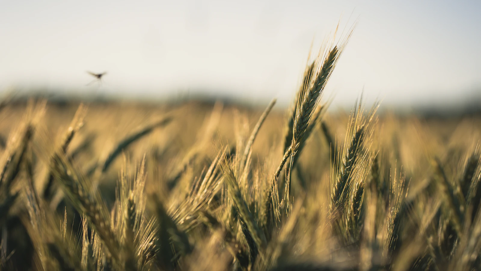 Close-up of golden wheat grains