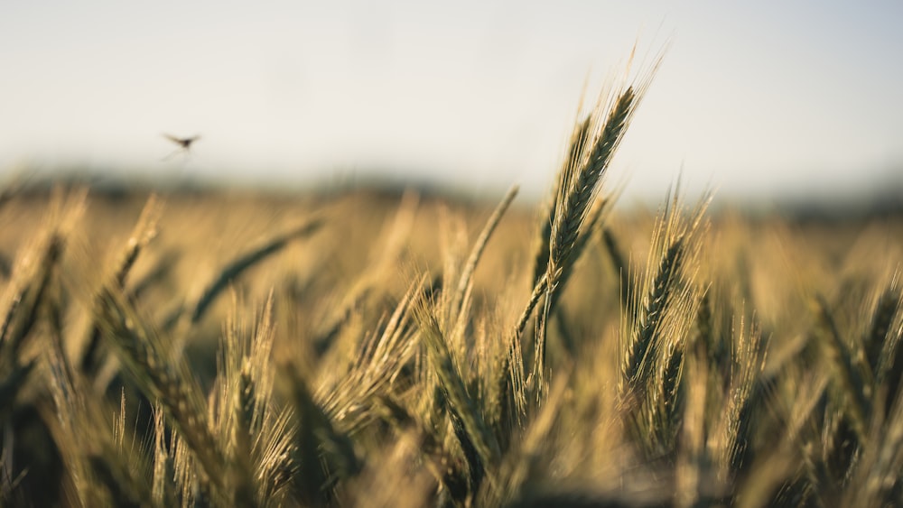 wheat grains