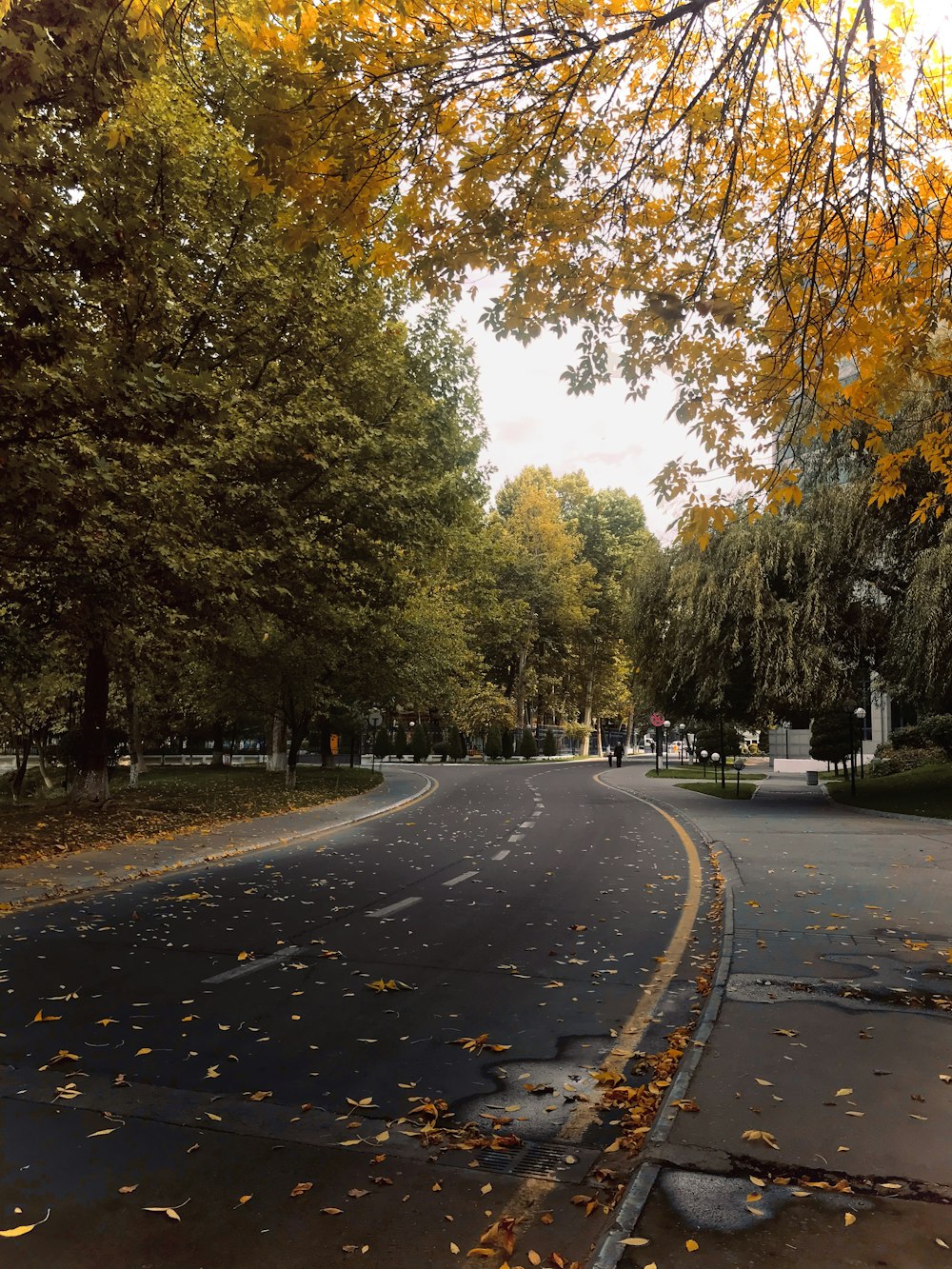 black top road beside trees during daytime