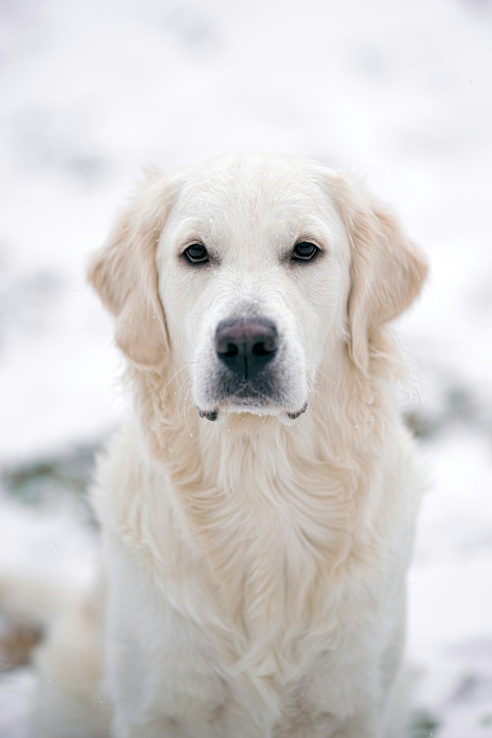 a white dog sitting in the snow looking at the camera