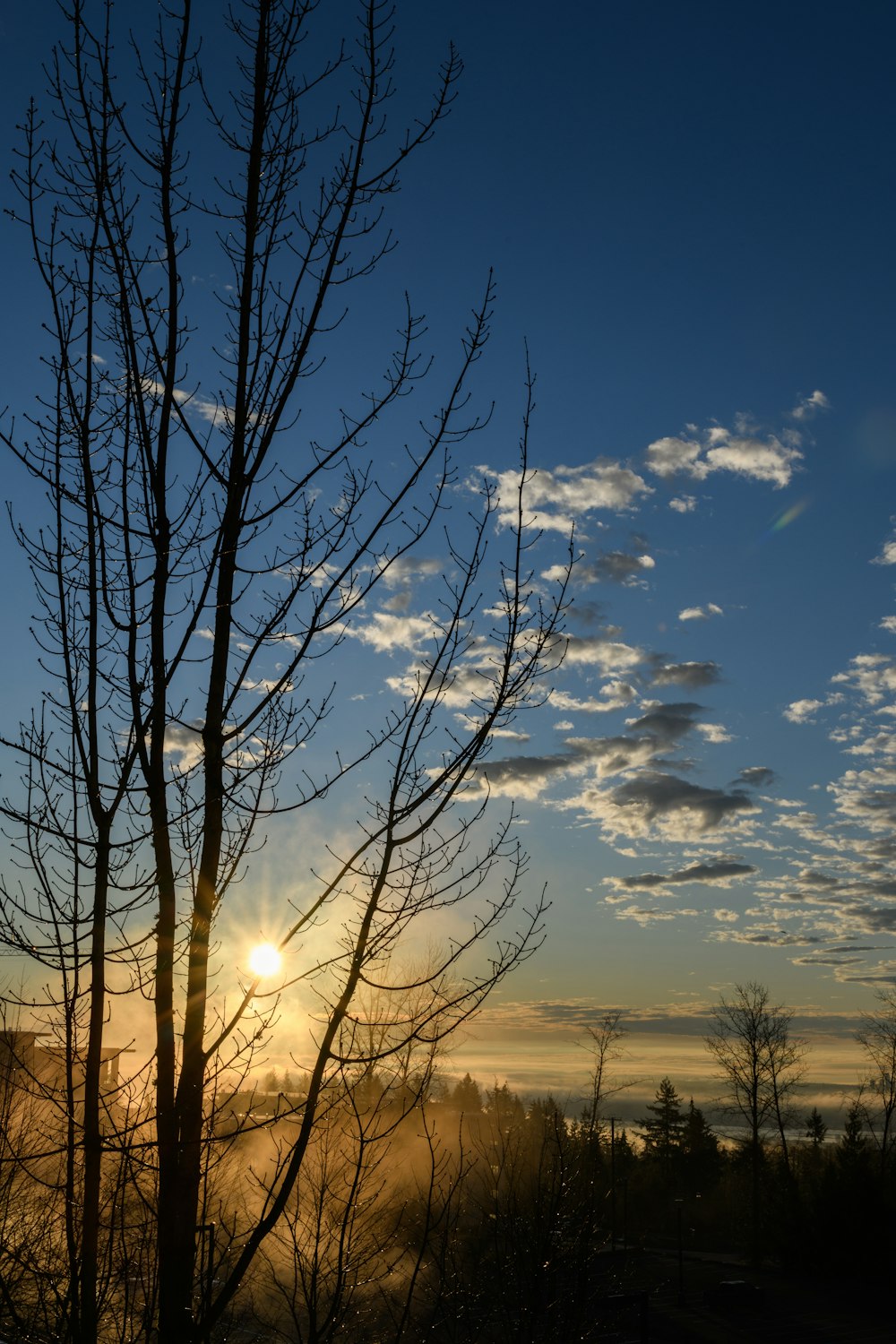 Fotografía de siluetas de árboles durante el amanecer