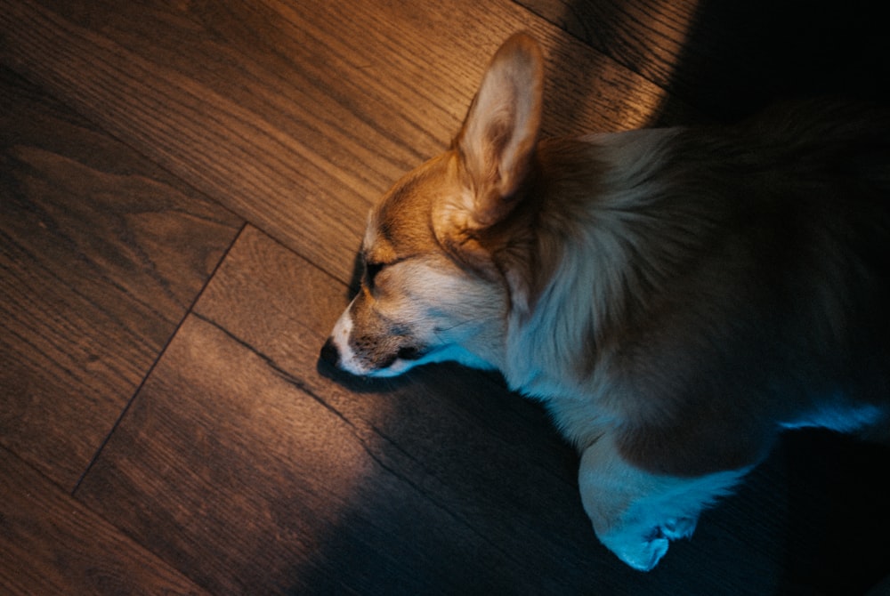 puppy lying on floor