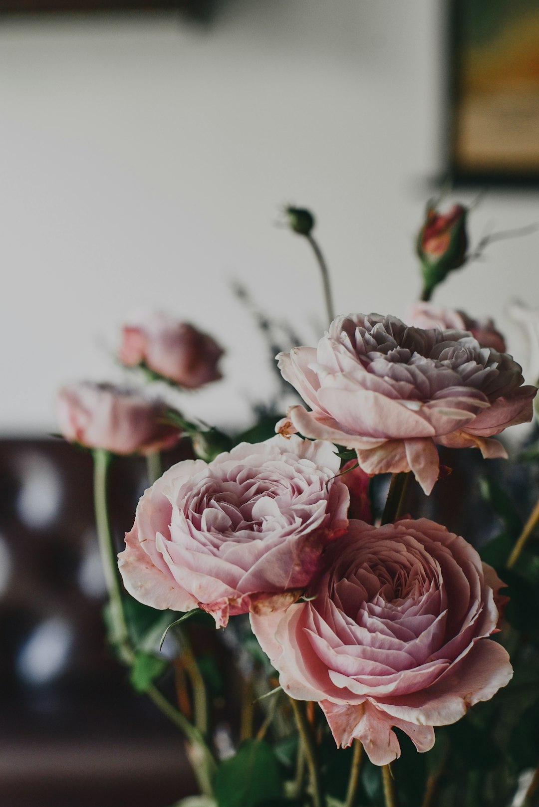 pink rose flowers with green leaves