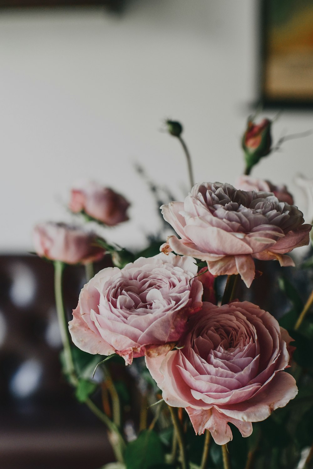 Dusty Rose Pictures  Download Free Images on Unsplash