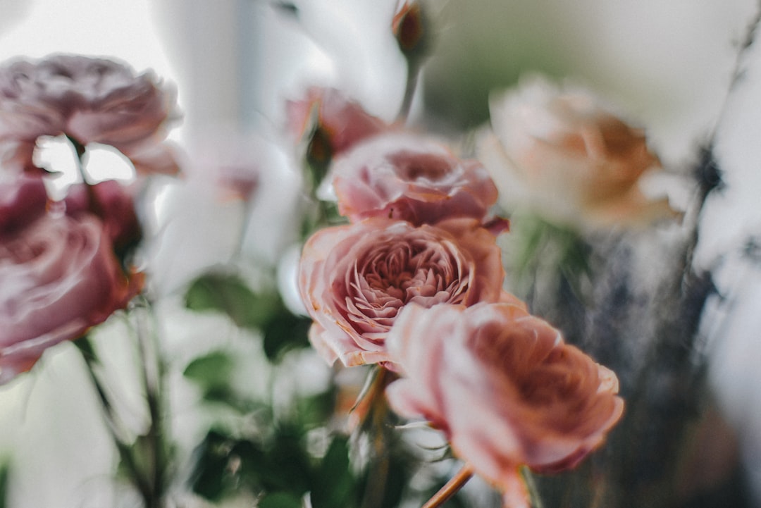 brown rose flowers