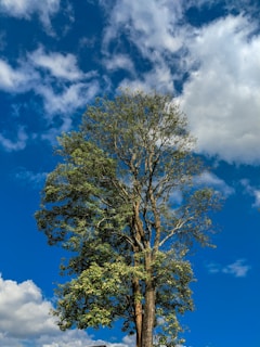 green tree