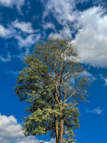 green tree