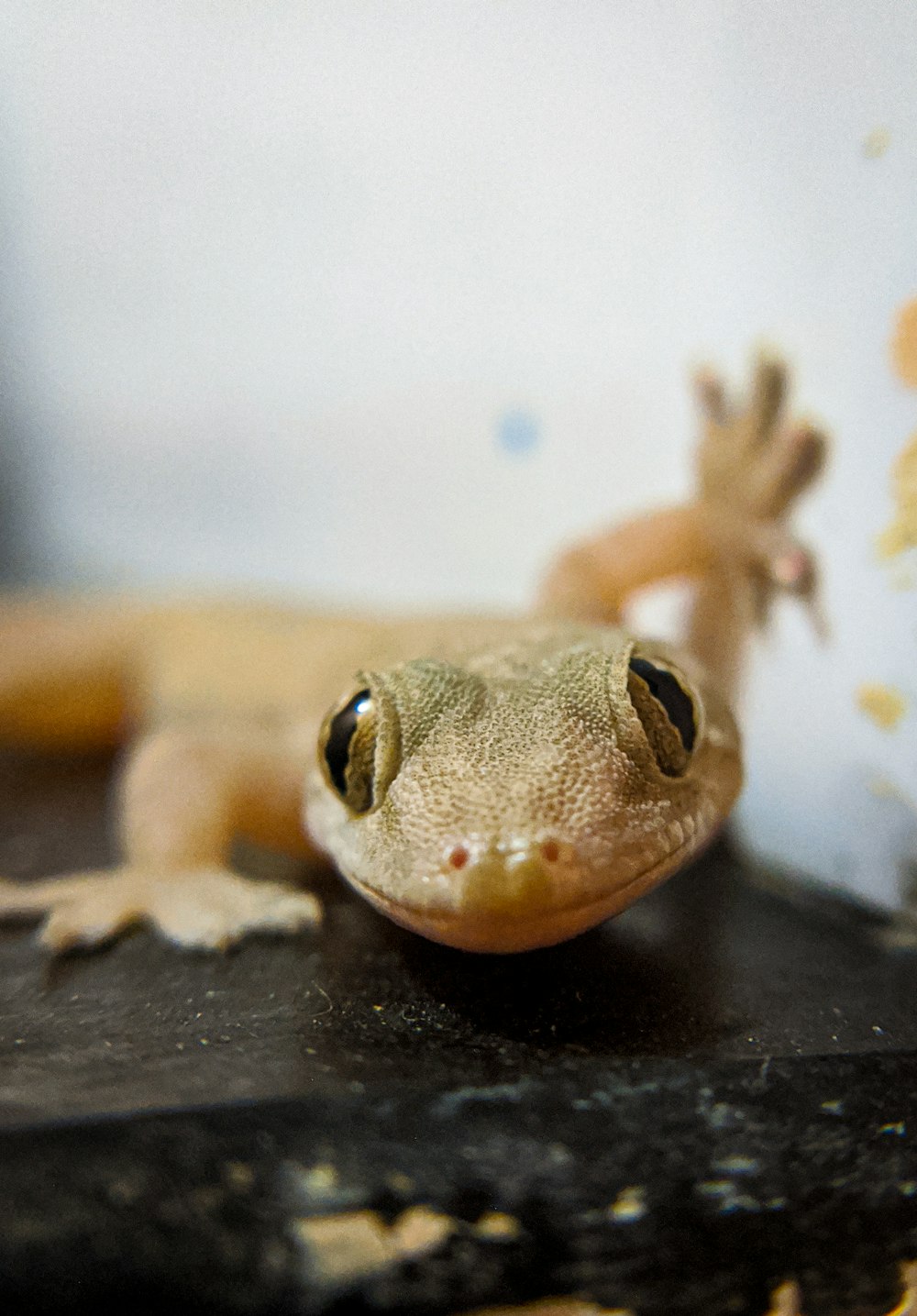 macro photography of yellow gecko