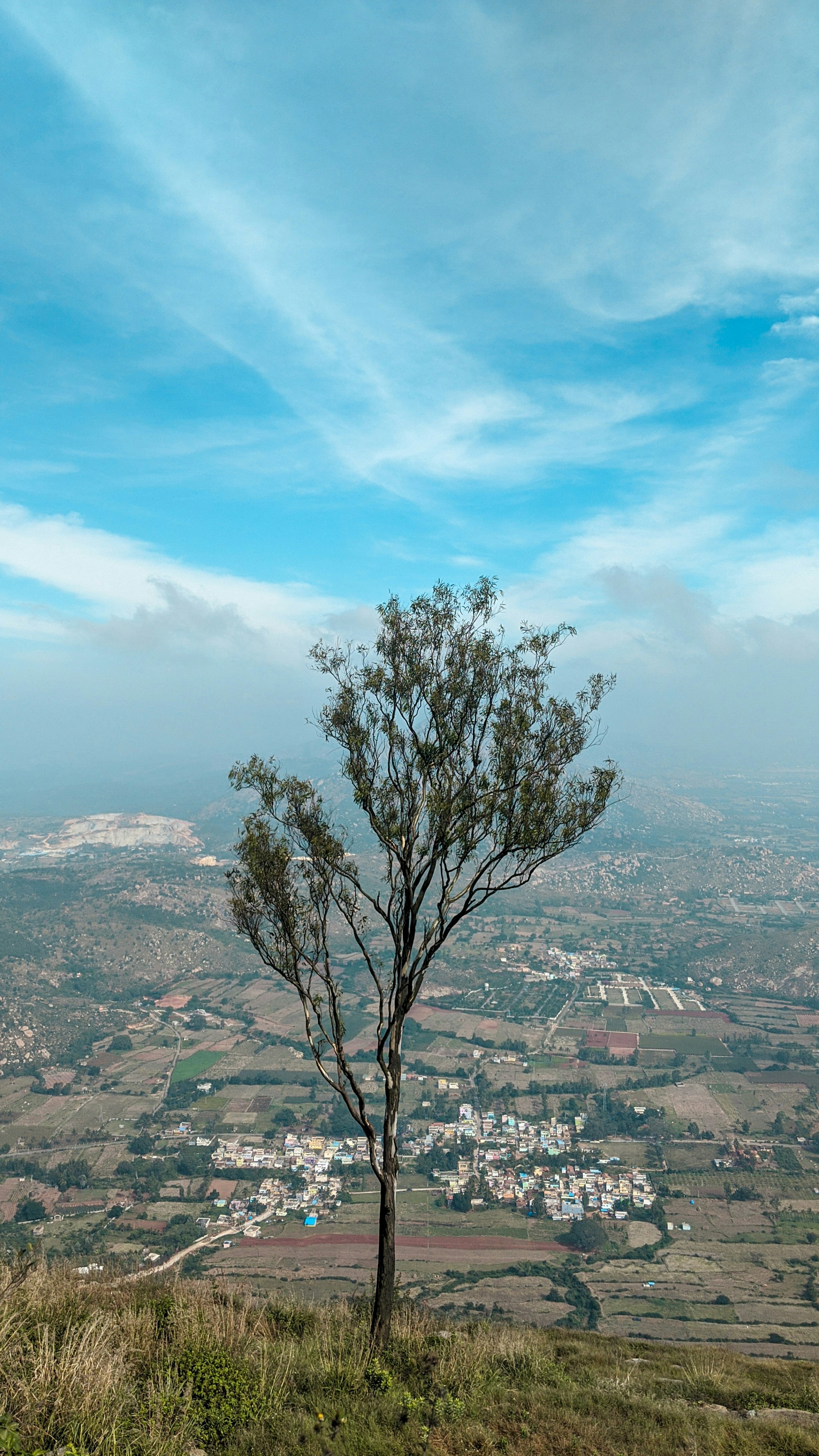 tree on hill