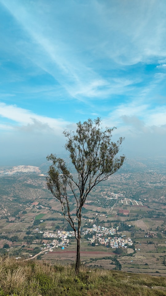 tree on hill in Nandi Hills India