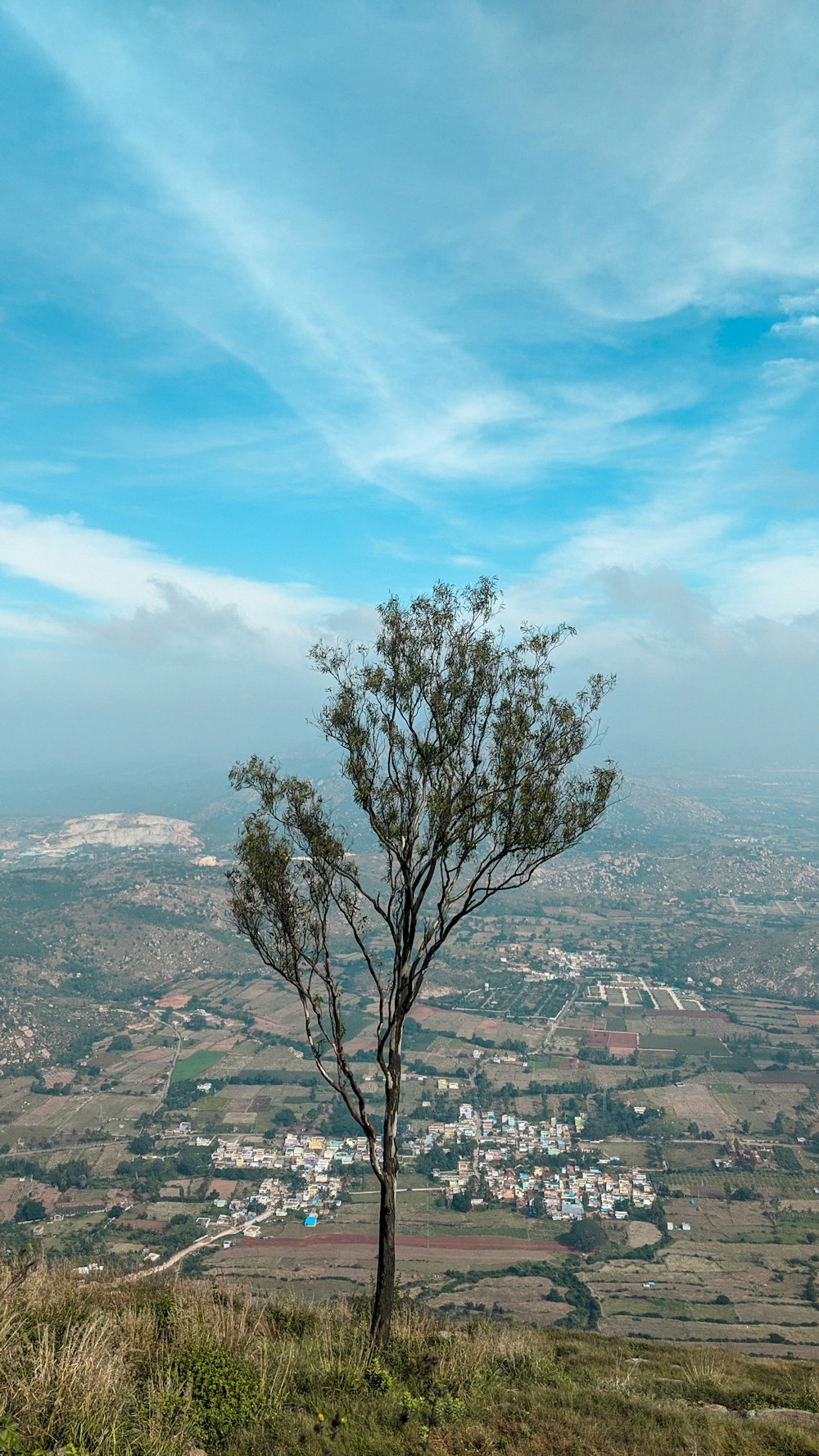 tree on hill