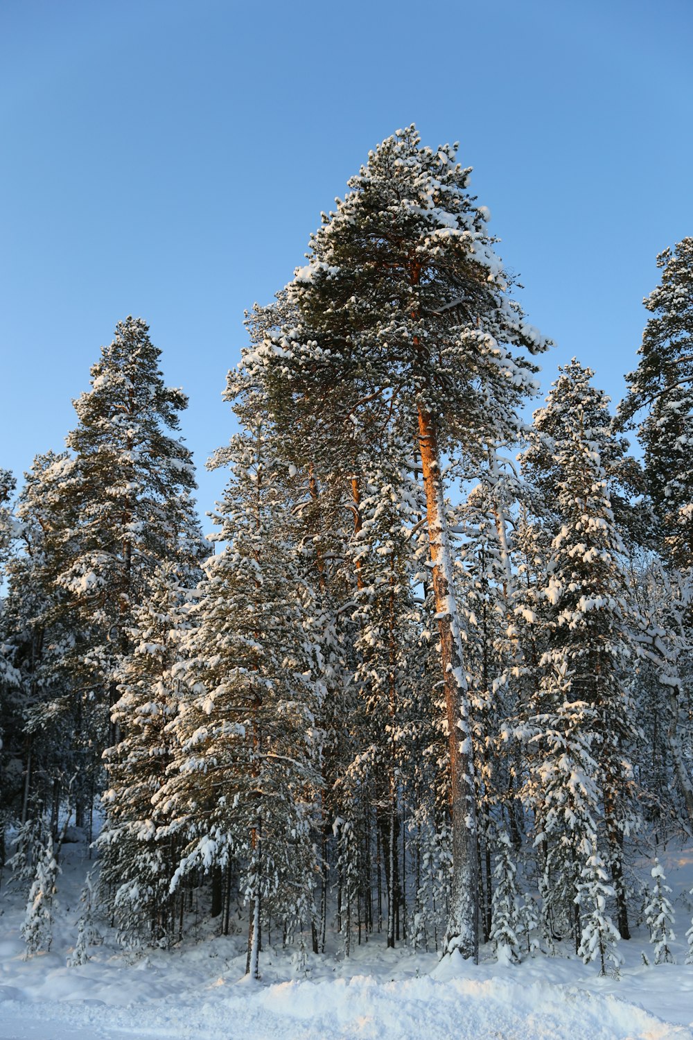 green and field covered with snow during daytime