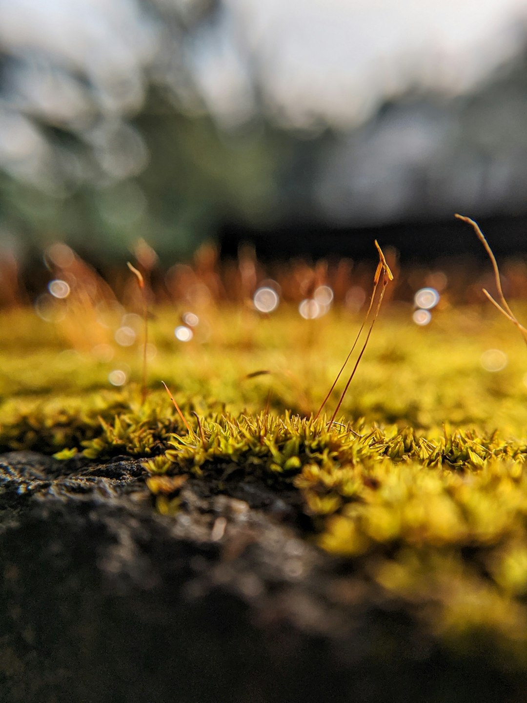 macro photography of green grasses