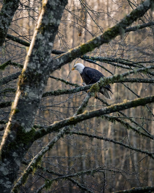 None in Squamish River Canada