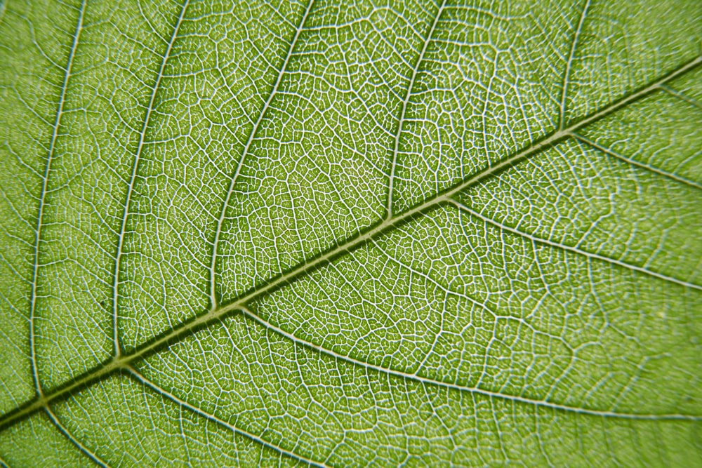 green leaf