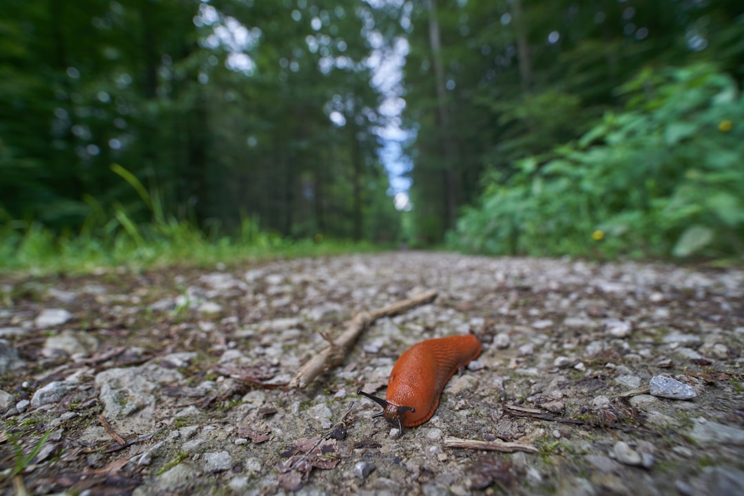 orange lug on ground