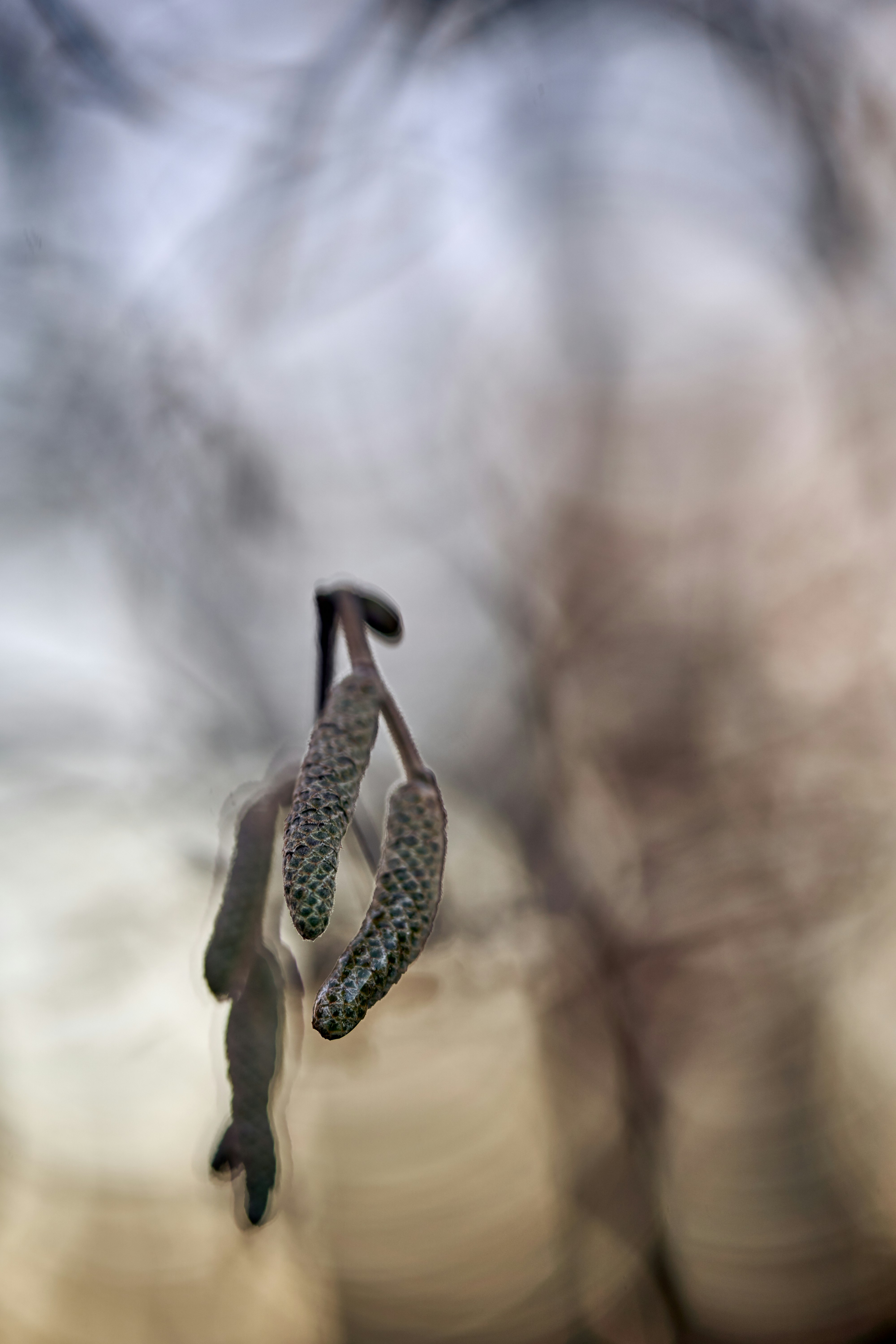 A close up of a tree branch with a blurry background photo – Free Grey ...