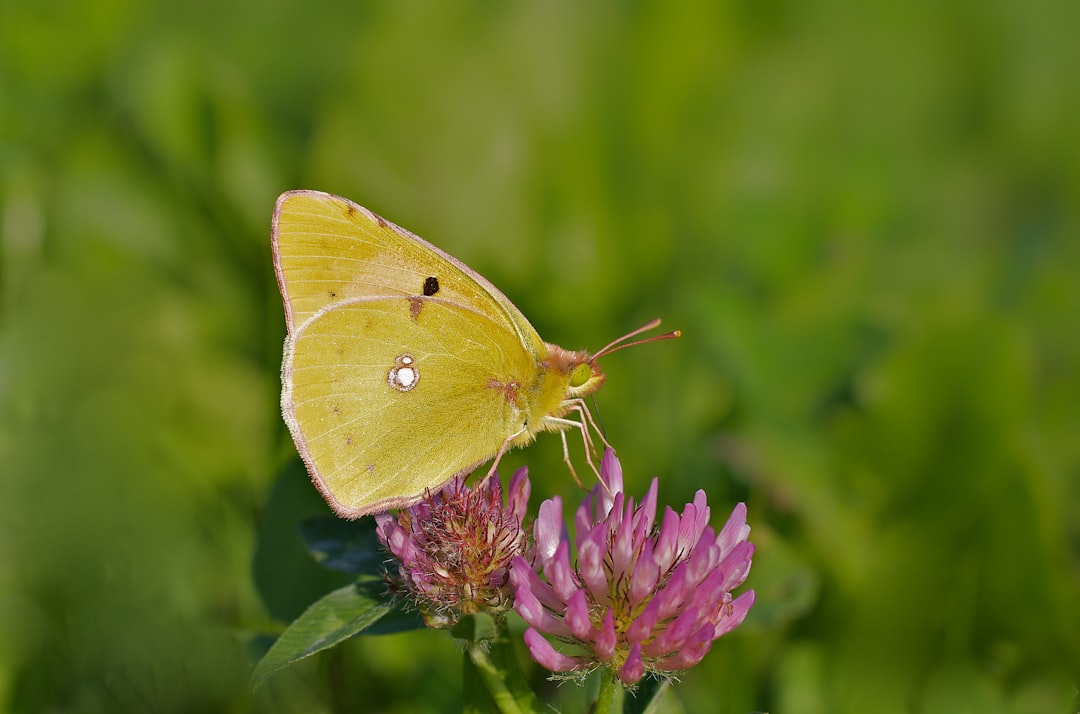 Colias hyale butterfly on purple cluster flower