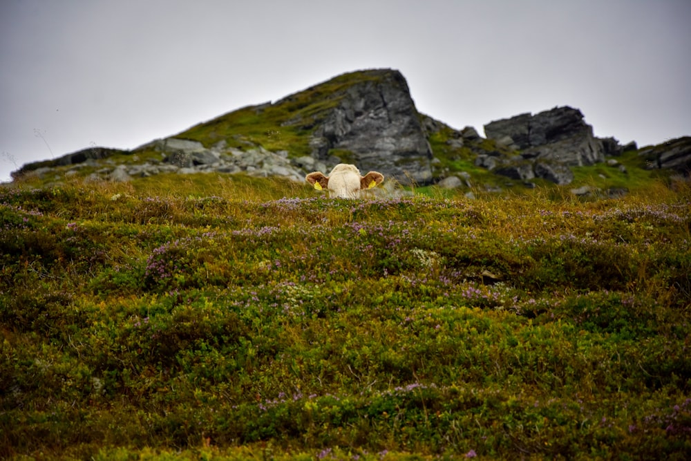 cow on hill