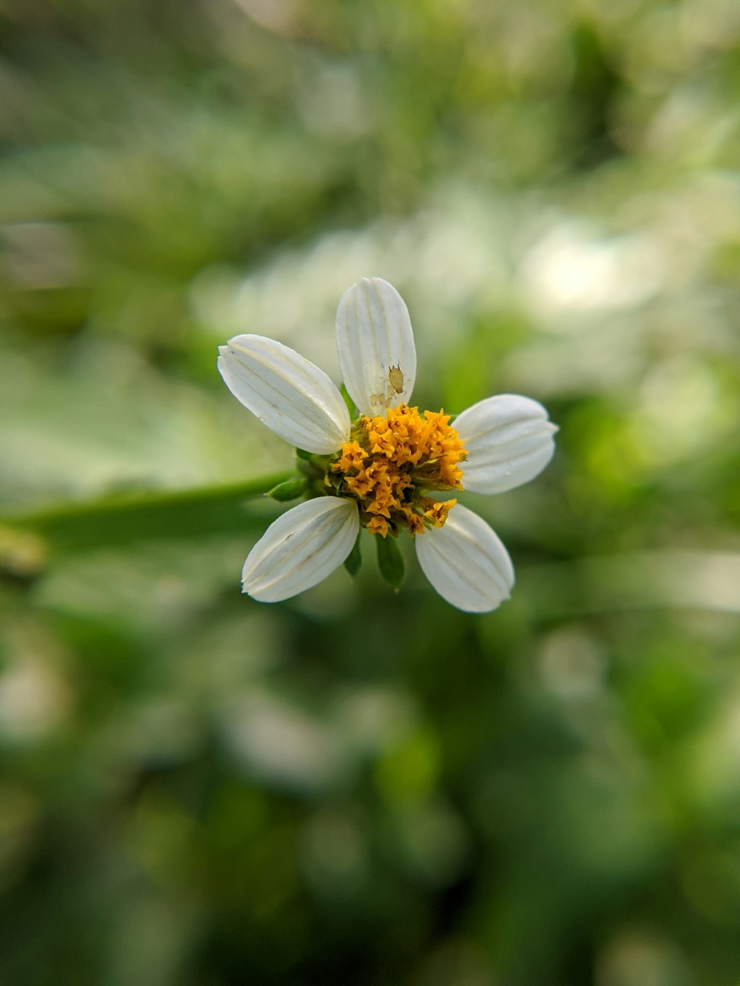 selective focus photography of white 5-petaled flower