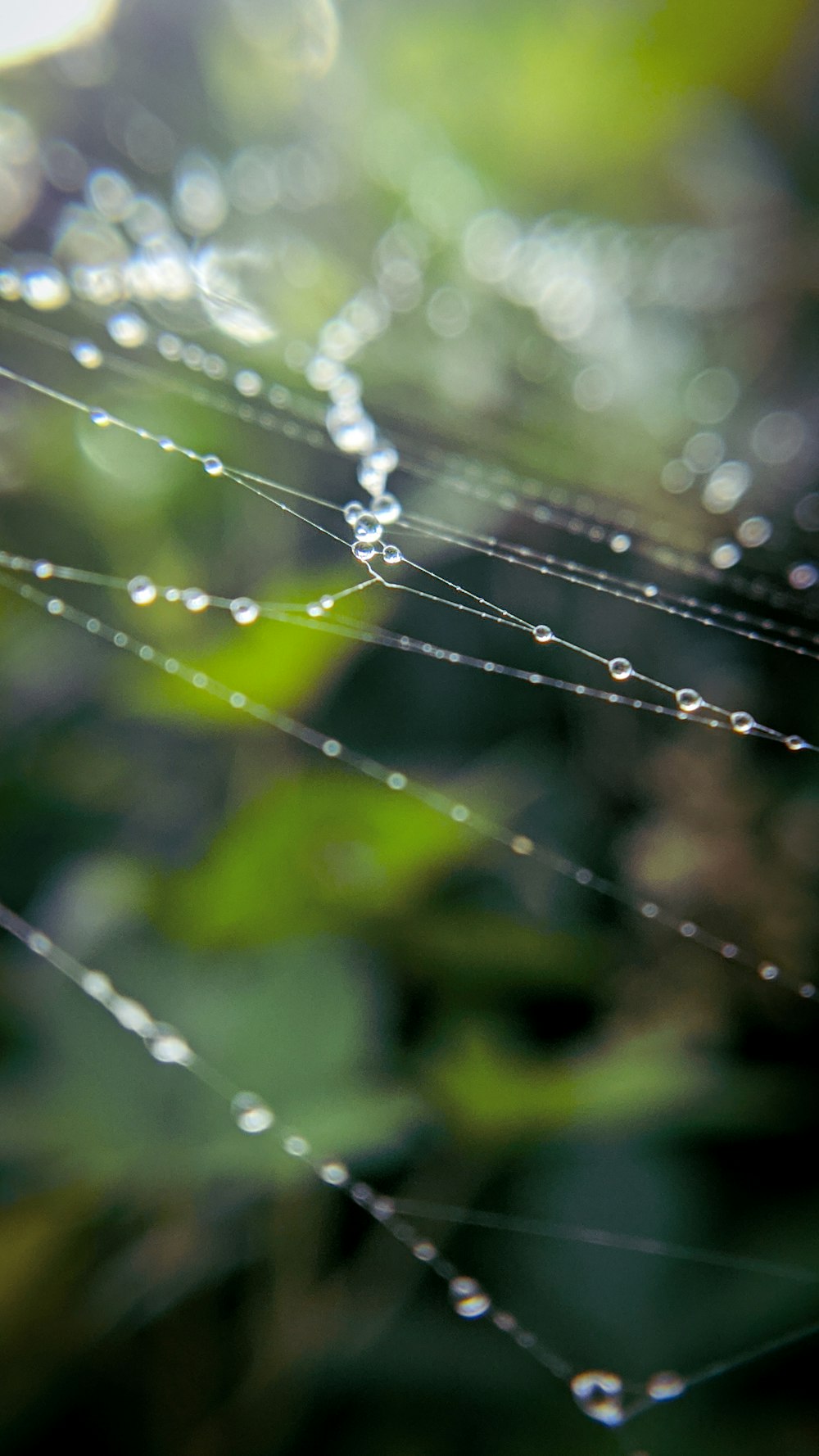 spider web