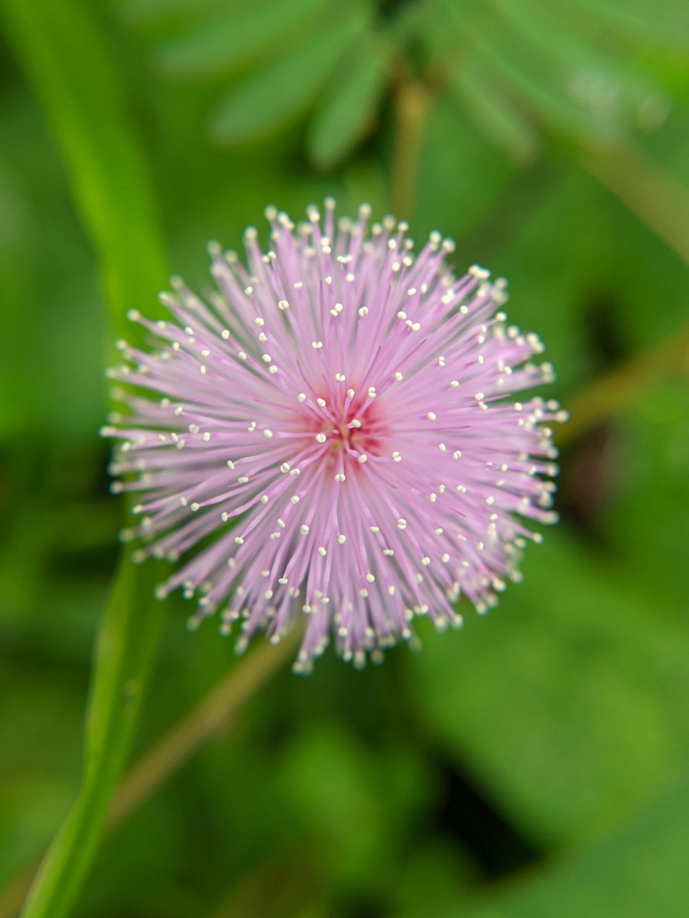 macro photography of purple touch-me-not flower