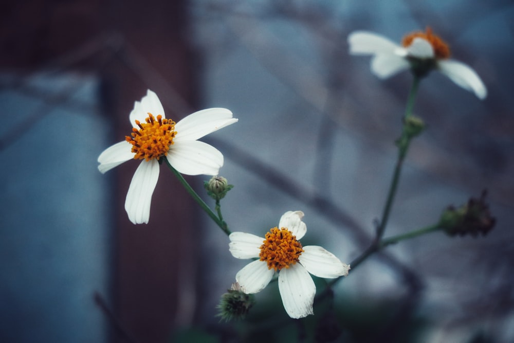 selective focus photography of white petaled flowers